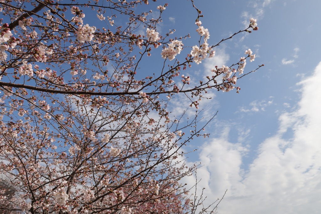 f:id:nihongopark:20220409204330j:plain