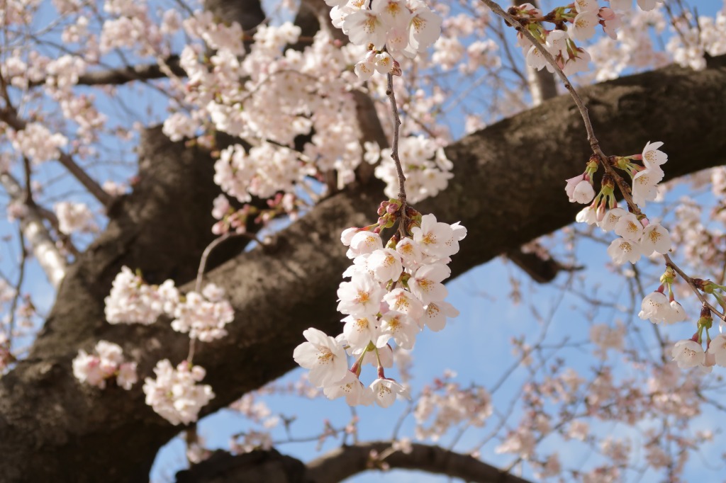 f:id:nihongopark:20220409204528j:plain