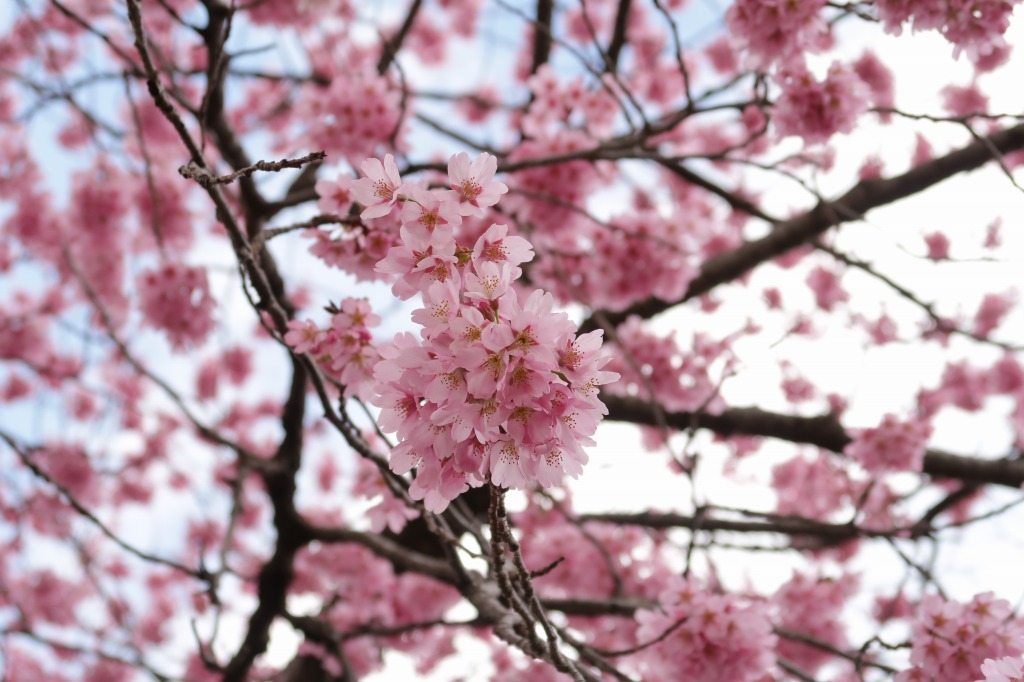 f:id:nihongopark:20220409205341j:plain