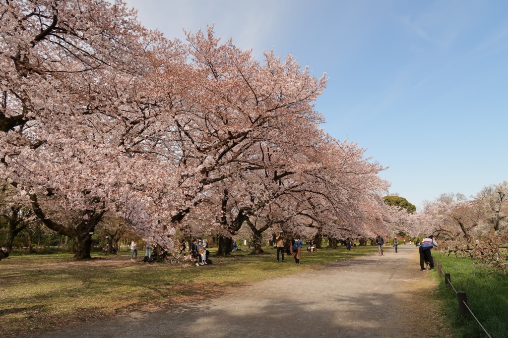 f:id:nihongopark:20220410204415j:plain