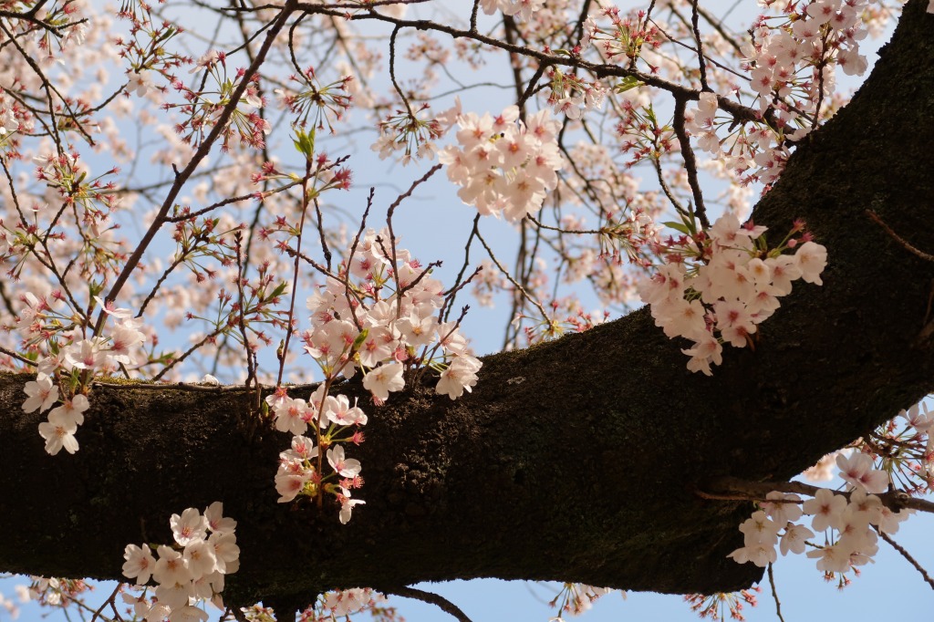 f:id:nihongopark:20220410204503j:plain