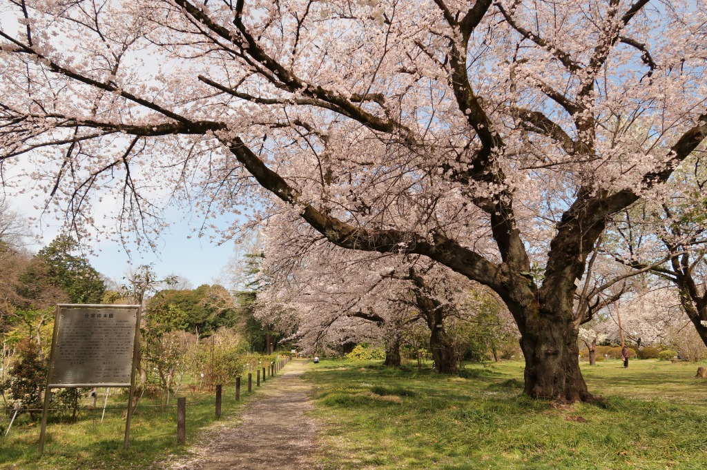 f:id:nihongopark:20220410205227j:plain