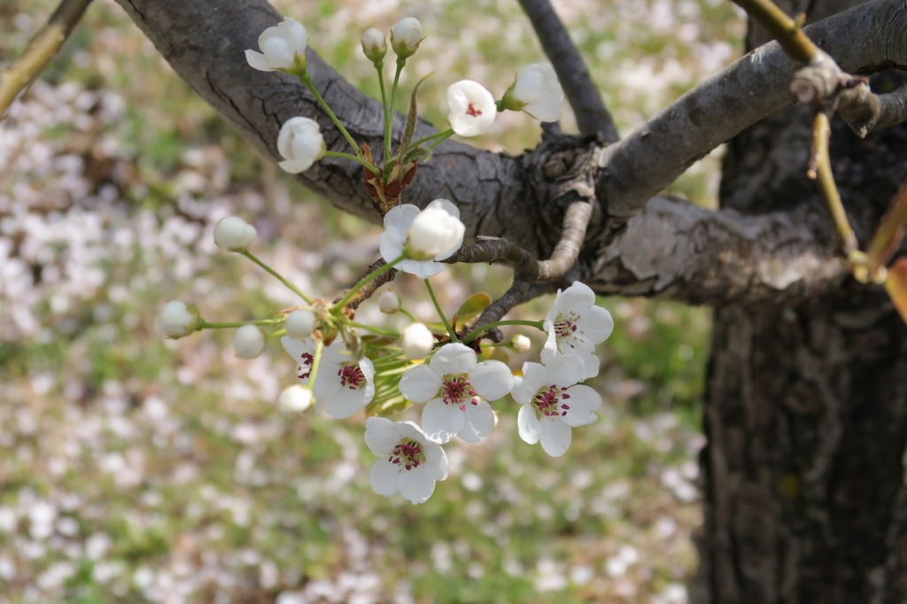 f:id:nihongopark:20220410205505j:plain