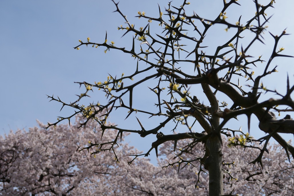 f:id:nihongopark:20220410205654j:plain
