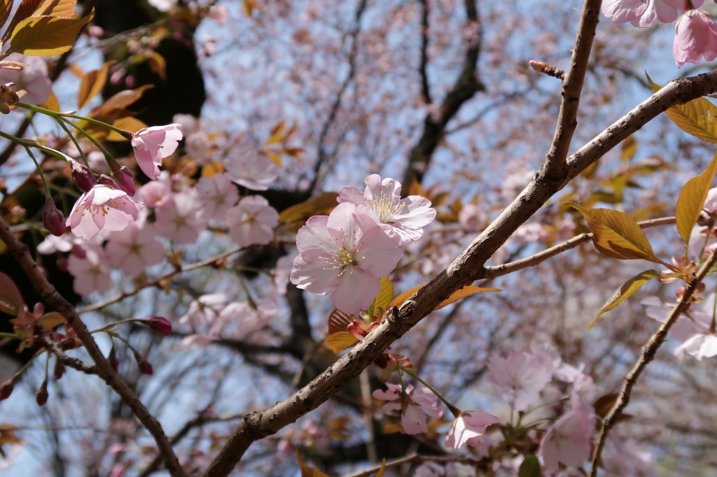 f:id:nihongopark:20220410210228j:plain