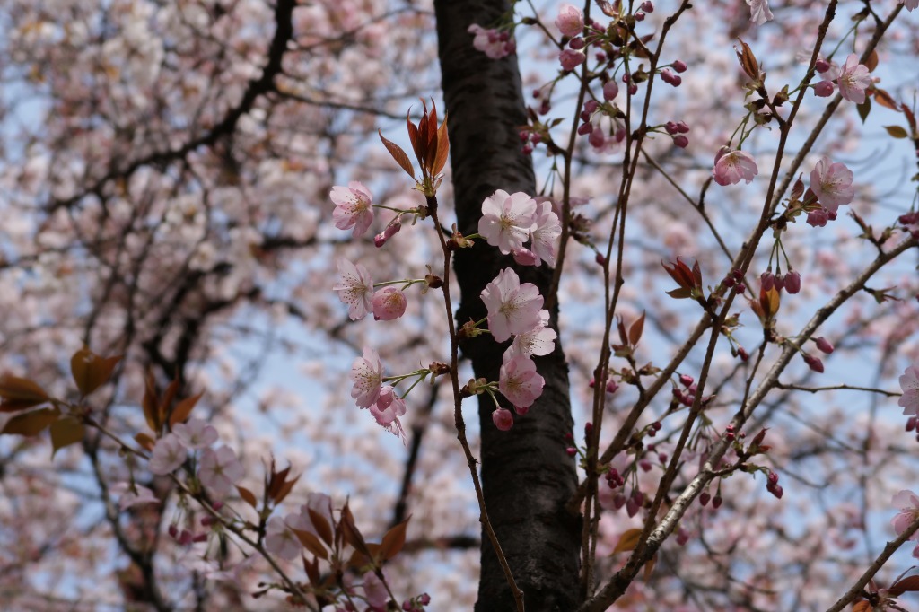 f:id:nihongopark:20220410210953j:plain