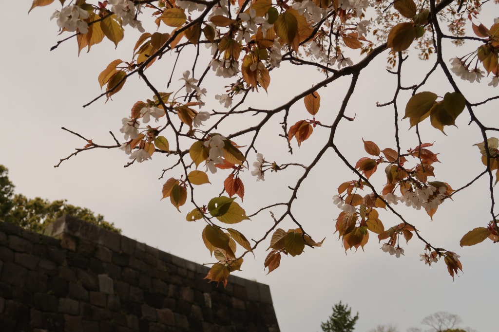 f:id:nihongopark:20220411214043j:plain