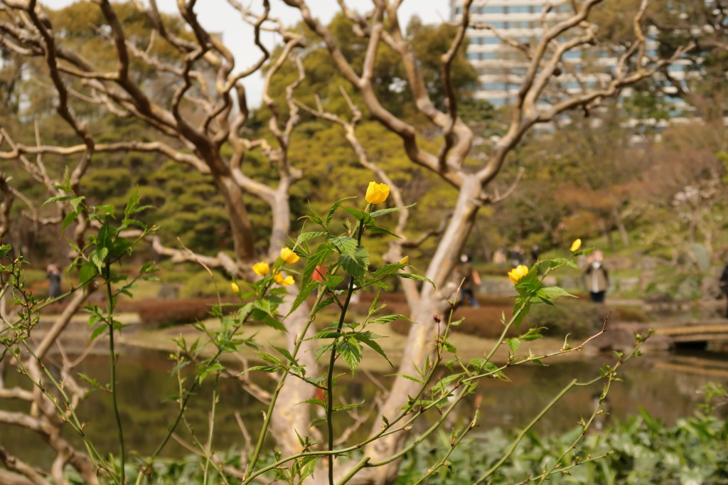 f:id:nihongopark:20220411214435j:plain