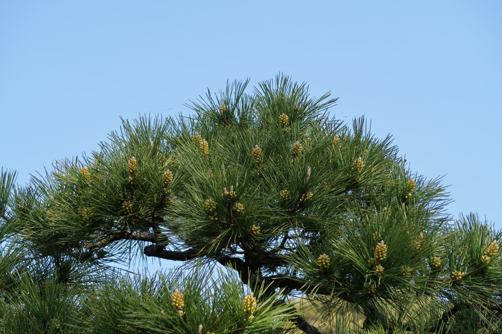 f:id:nihongopark:20220416103302j:plain