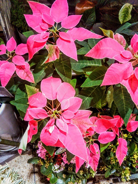 f:id:nihonmitsubachi:20181206210932j:plain