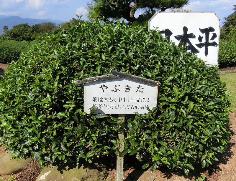 イメージ 2