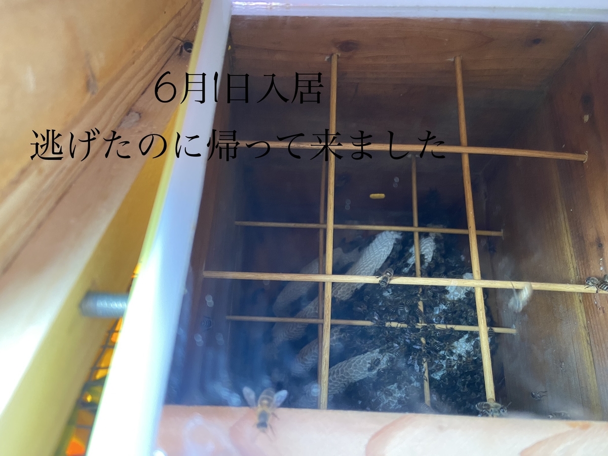 f:id:nihonsweethoney:20210620211431j:plain