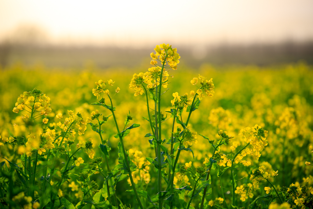 福島潟の菜の花