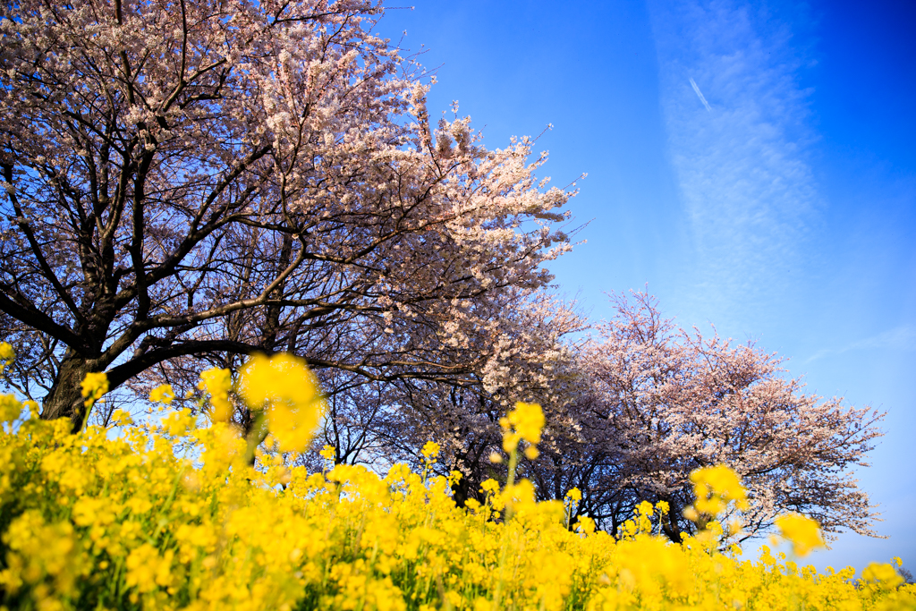 上堰潟公園　菜の花と桜