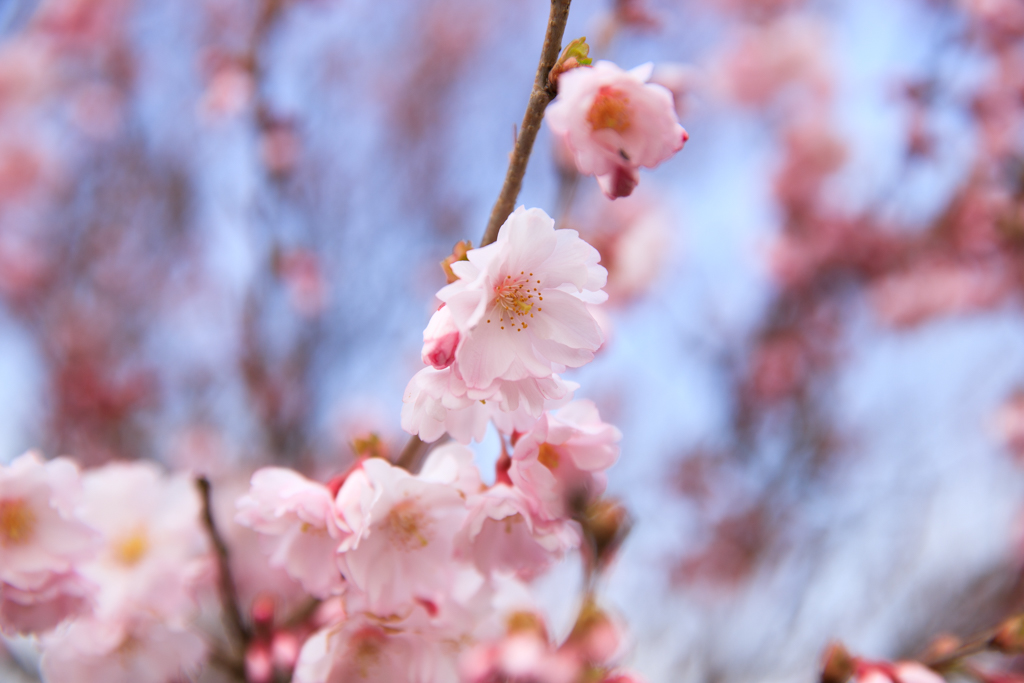 桜