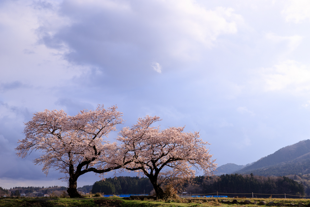 布目の夫婦桜