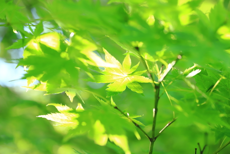 五十公野公園あやめ園