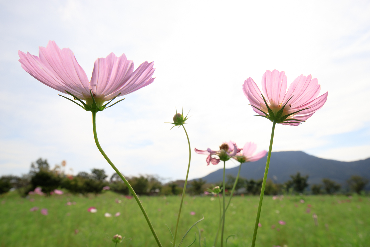 上堰潟公園　コスモス　EF16-35mm F4L IS USM