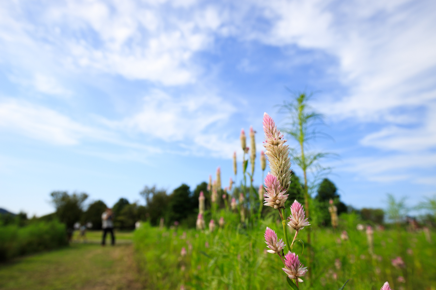 上堰潟公園　コスモス　EF16-35mm F4L IS USM