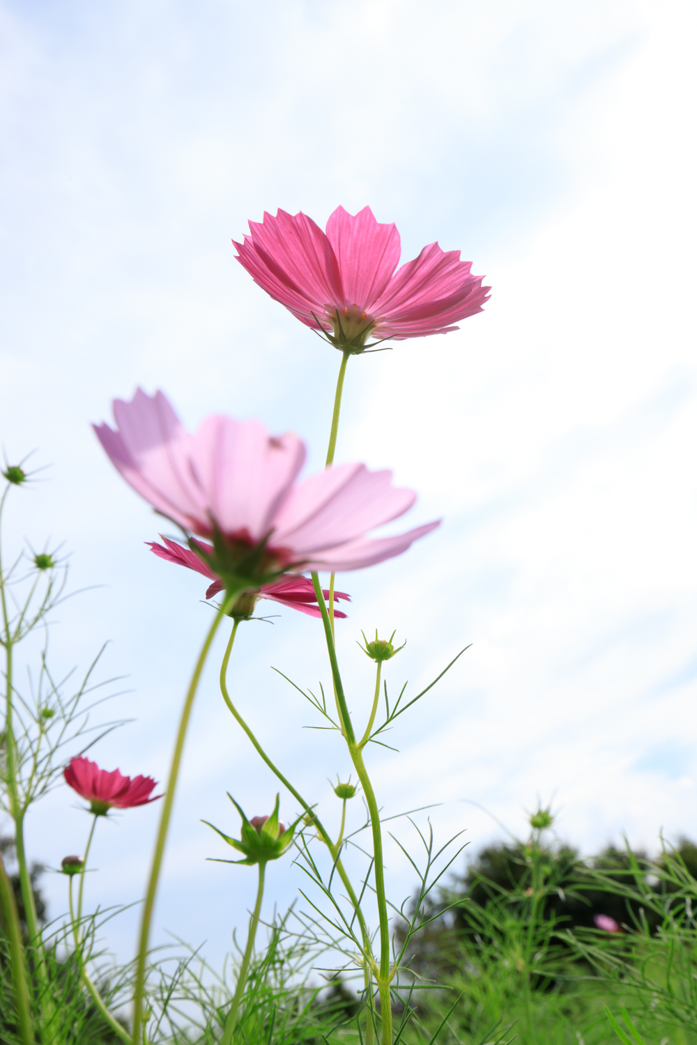 上堰潟公園　コスモス　EF16-35mm F4L IS USM