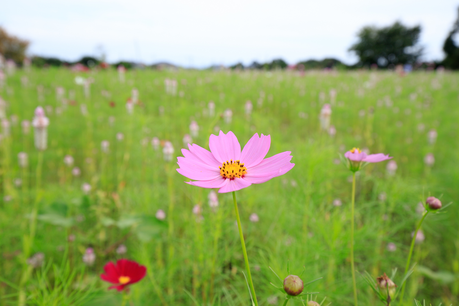 上堰潟公園　コスモス　EF16-35mm F4L IS USM