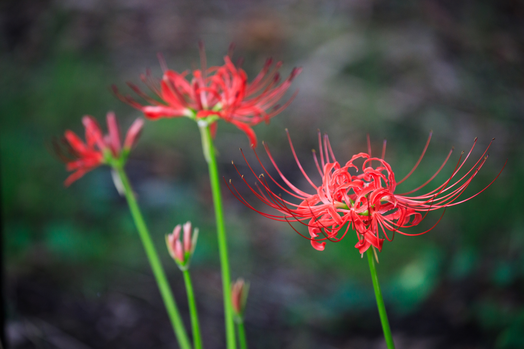 県庁の森　彼岸花