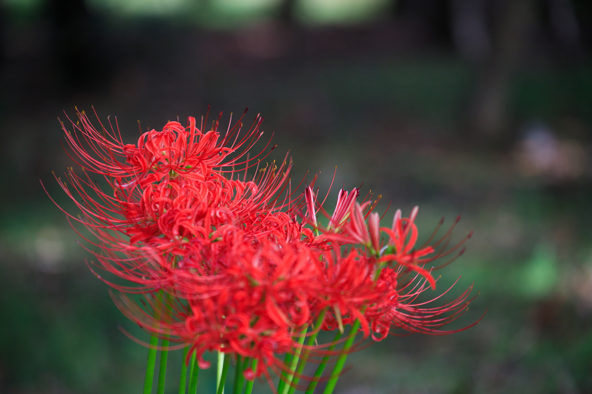 県庁の森　彼岸花