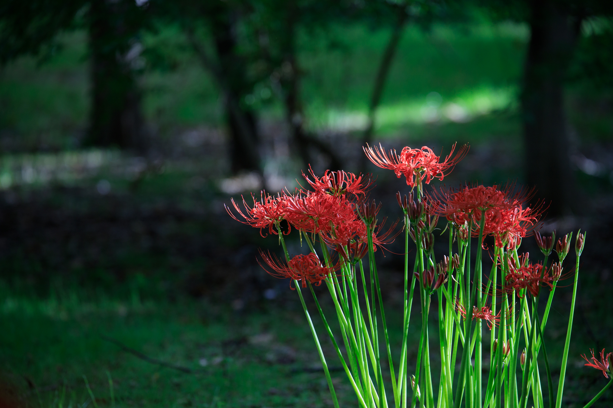 県庁の森　彼岸花