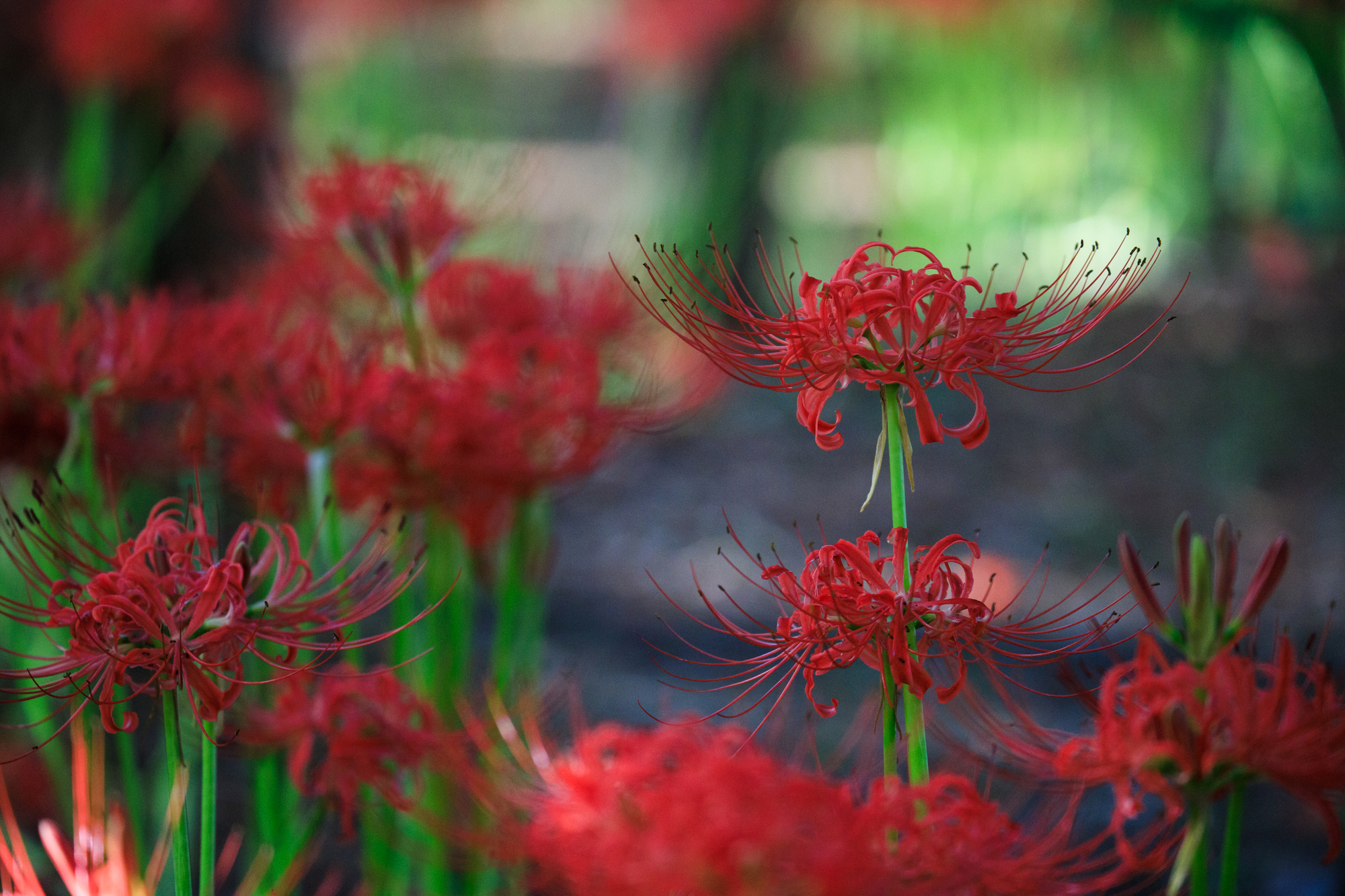 県庁の森　彼岸花