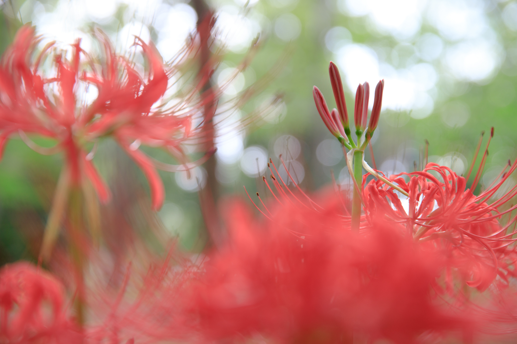 県庁の森　彼岸花