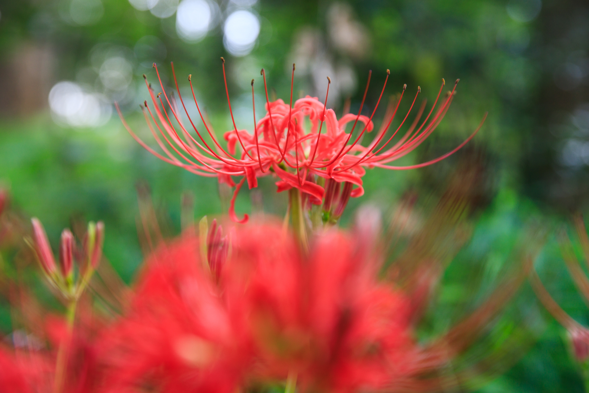 県庁の森　彼岸花