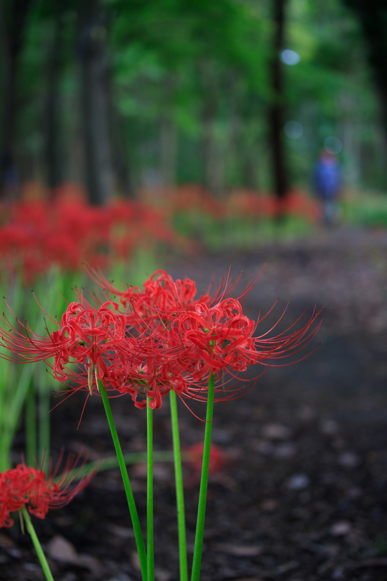 県庁の森　彼岸花