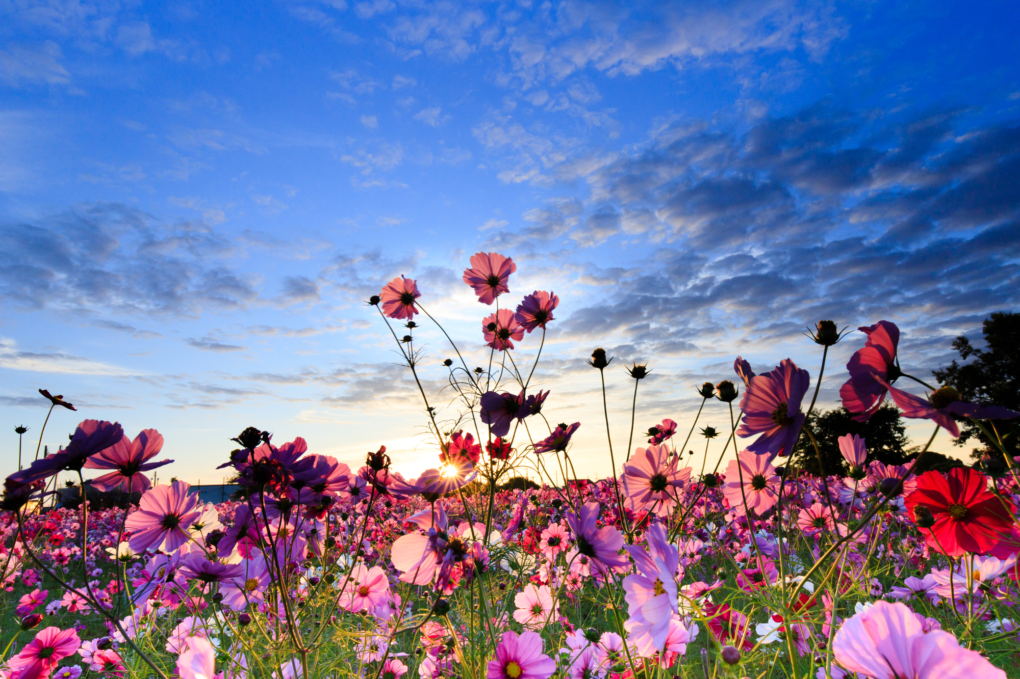 コスモス満開の上堰潟公園で朝活してきた！ - 新潟を撮って回って記録する