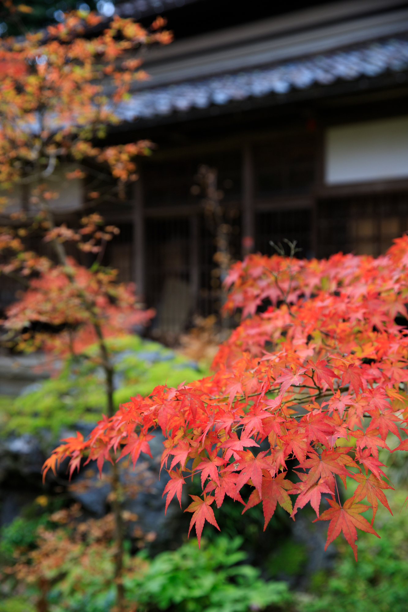 中野邸記念館　紅葉