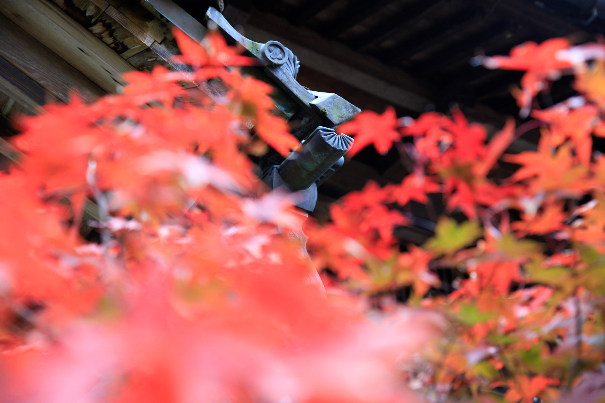 中野邸記念館　紅葉