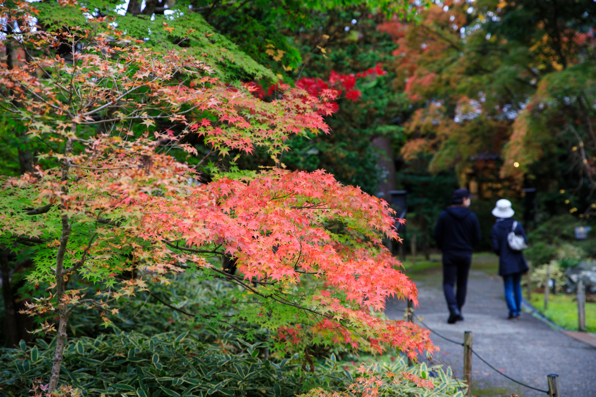 中野邸記念館　紅葉