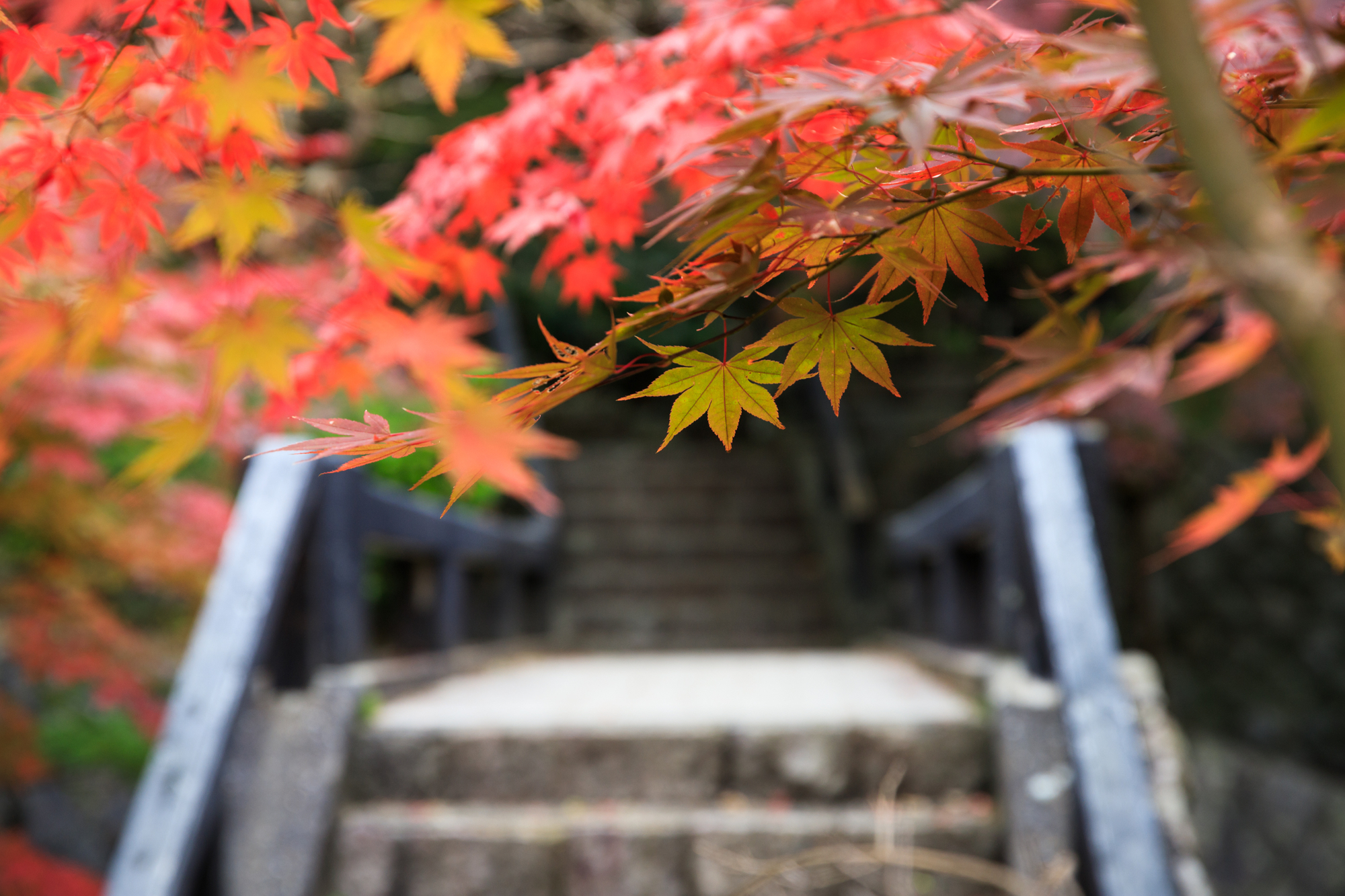 中野邸記念館　泉恵園　紅葉