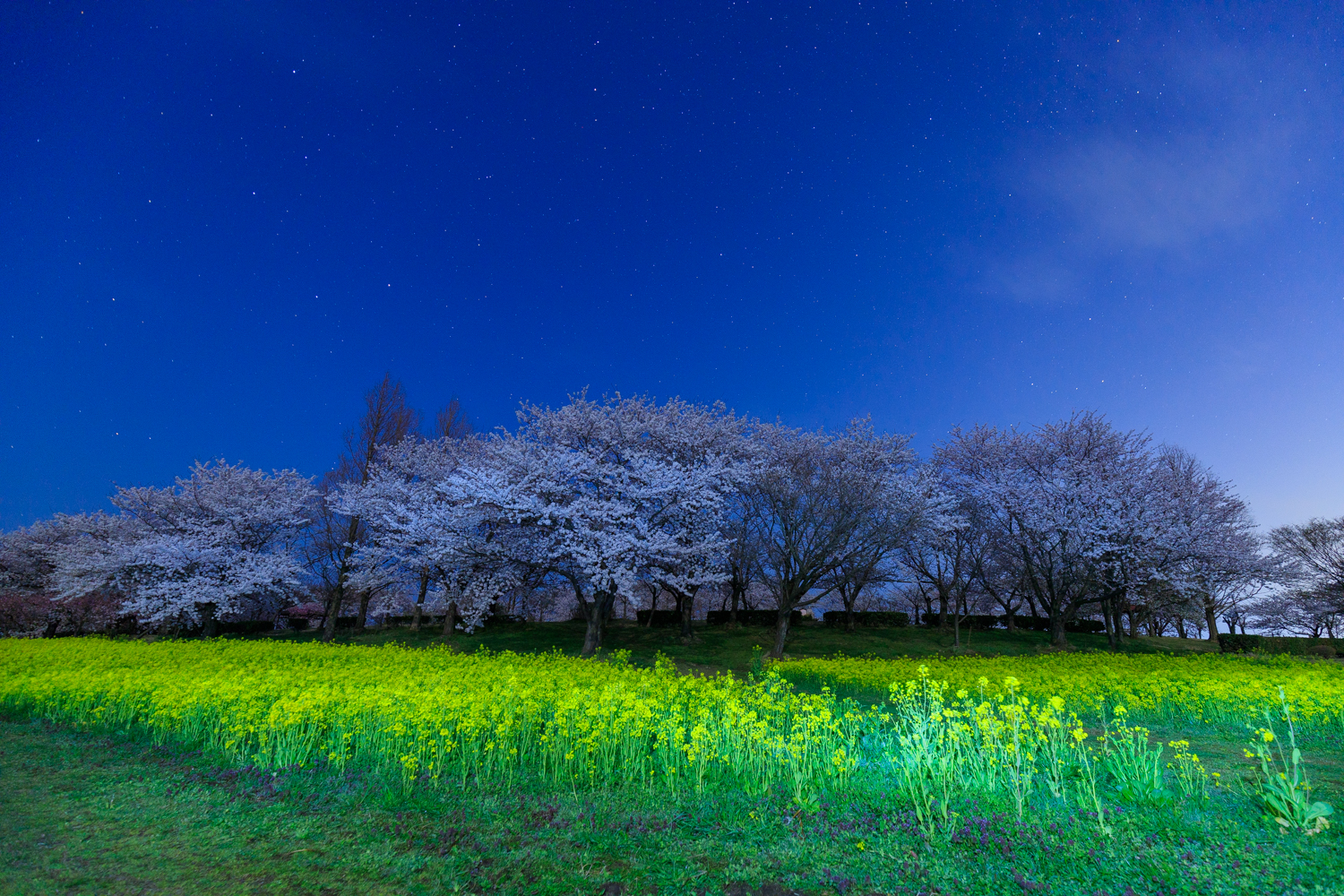 上堰潟公園で夜桜を撮ってきたお話 - 新潟を撮って回って記録する