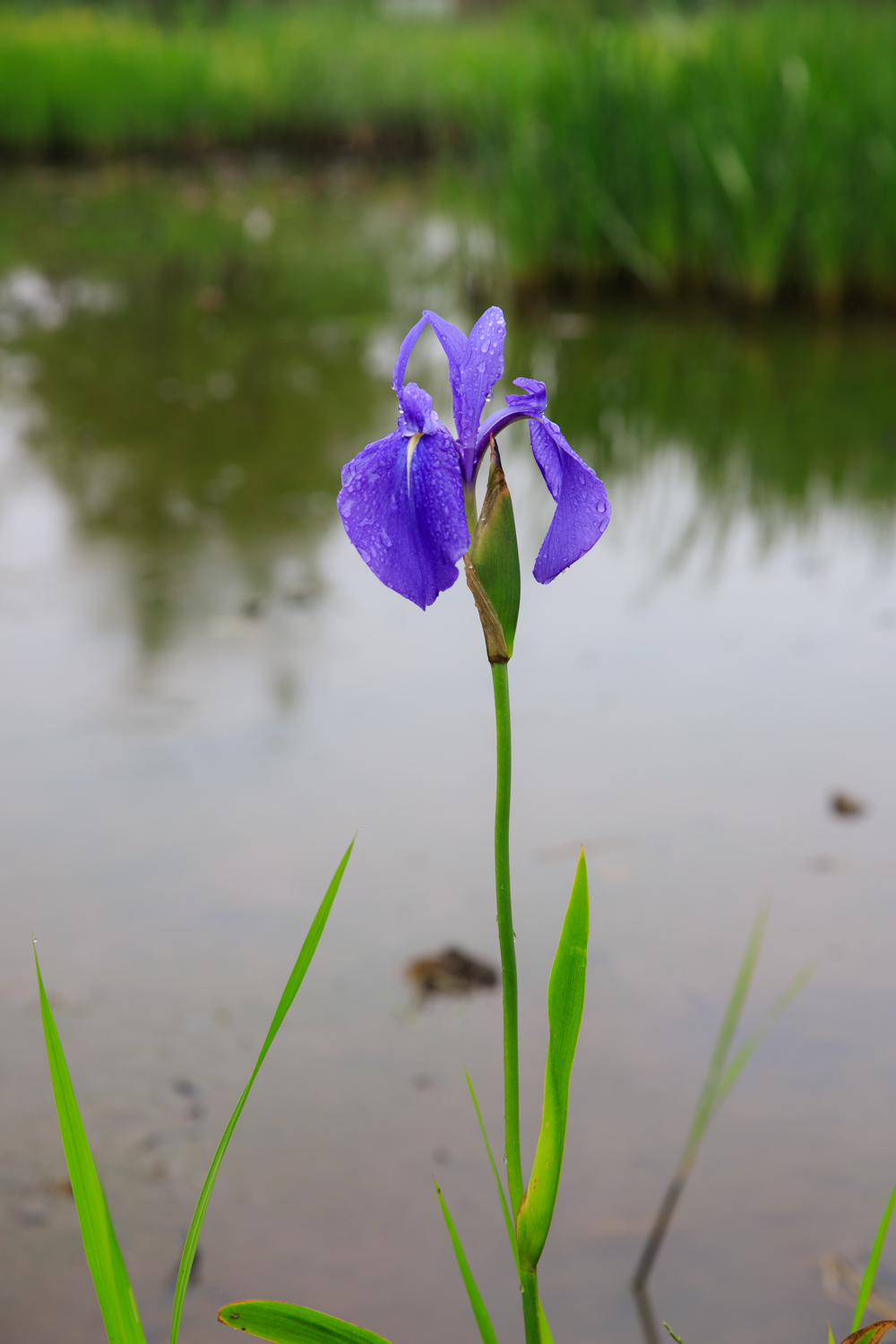 福島潟　カキツバタ