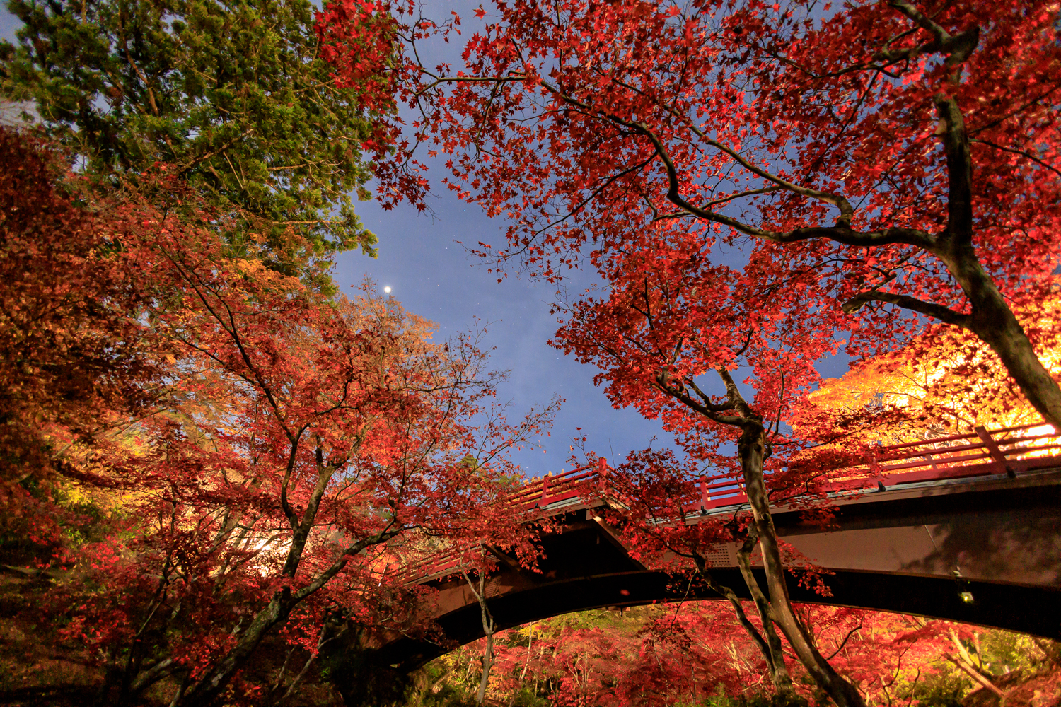 弥彦公園もみじ谷 紅葉 観月橋 弥彦村