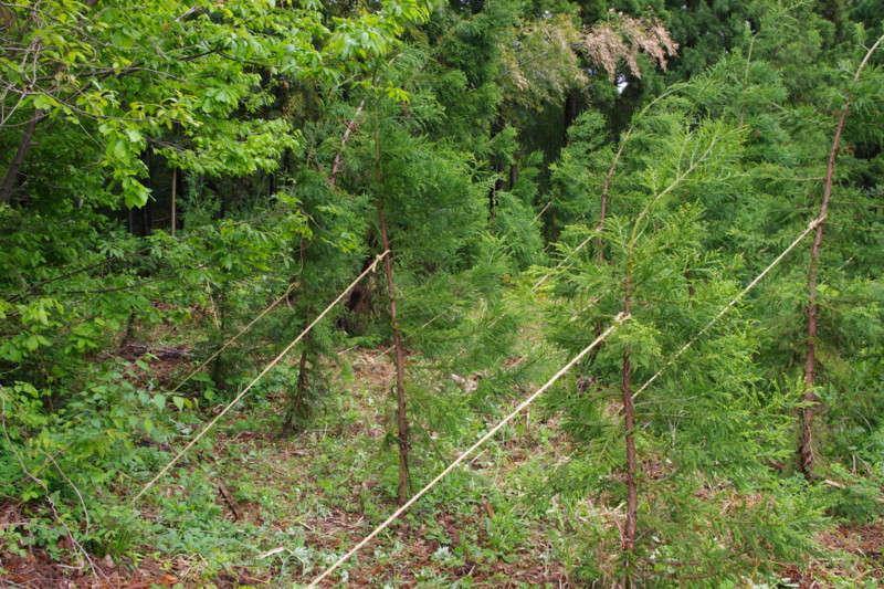 f:id:niigata-art226:20100513191006j:image