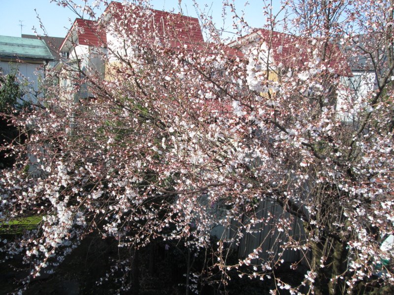 f:id:niigata-art226:20140407083751j:image
