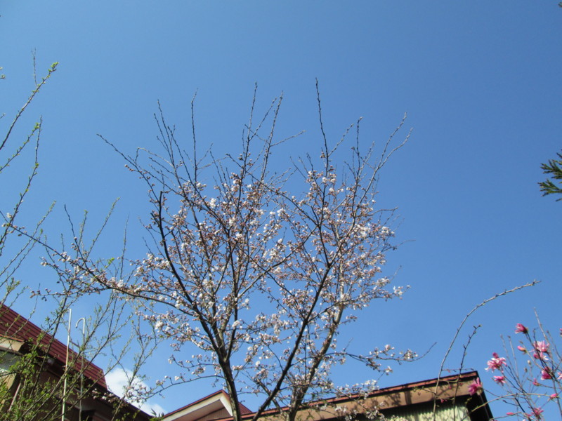 f:id:niigata-art226:20140407083854j:image