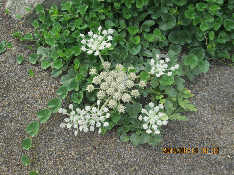 f:id:niigata-art226:20150617122919j:image