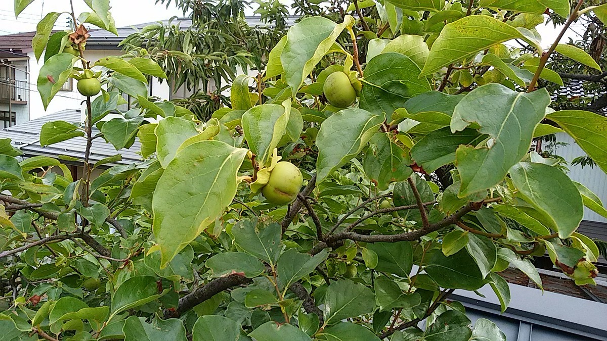 f:id:niigata-art226:20190711085014j:plain