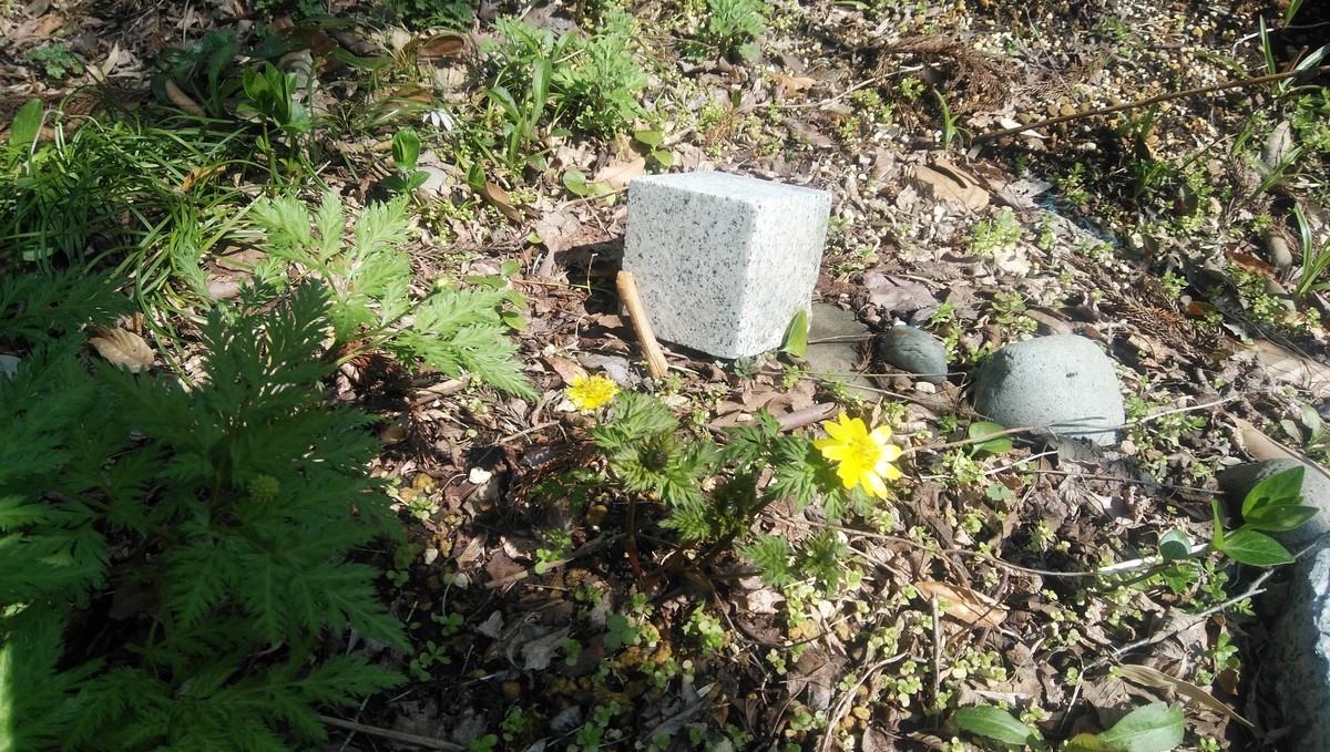 f:id:niigata-art226:20200326111237j:plain
