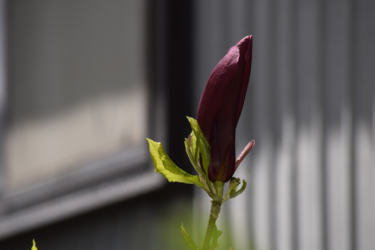 f:id:niigata-art226:20200419112844j:plain