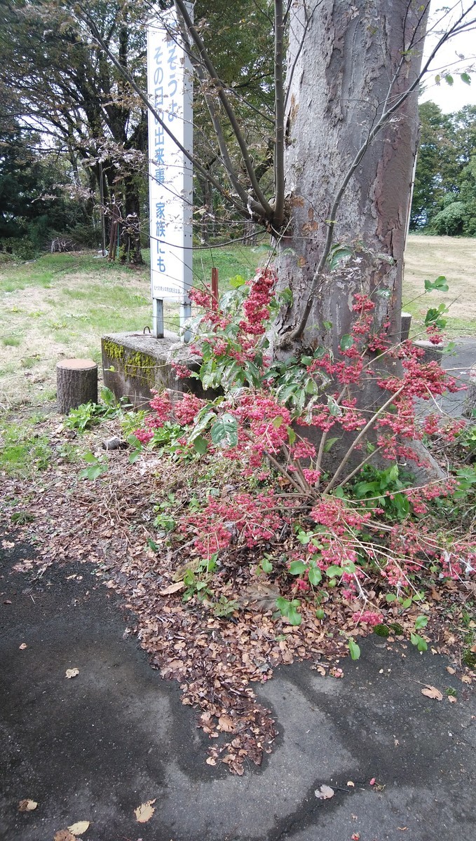 f:id:niigata-art226:20201025155342j:plain f:id:niigata-art226:20201025155342j:plain