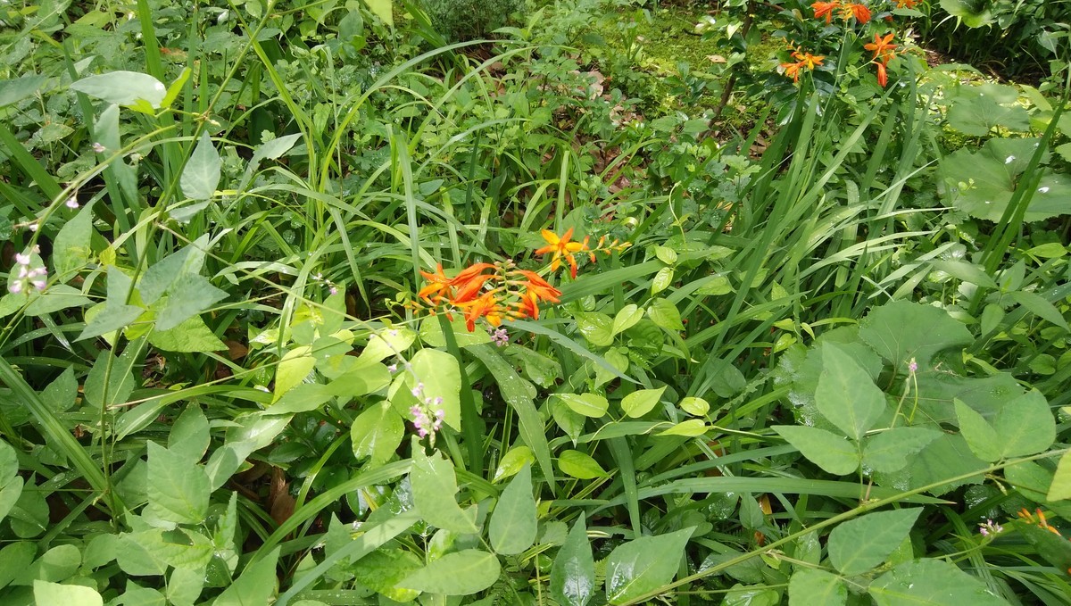 f:id:niigata-art226:20210714074536j:plain