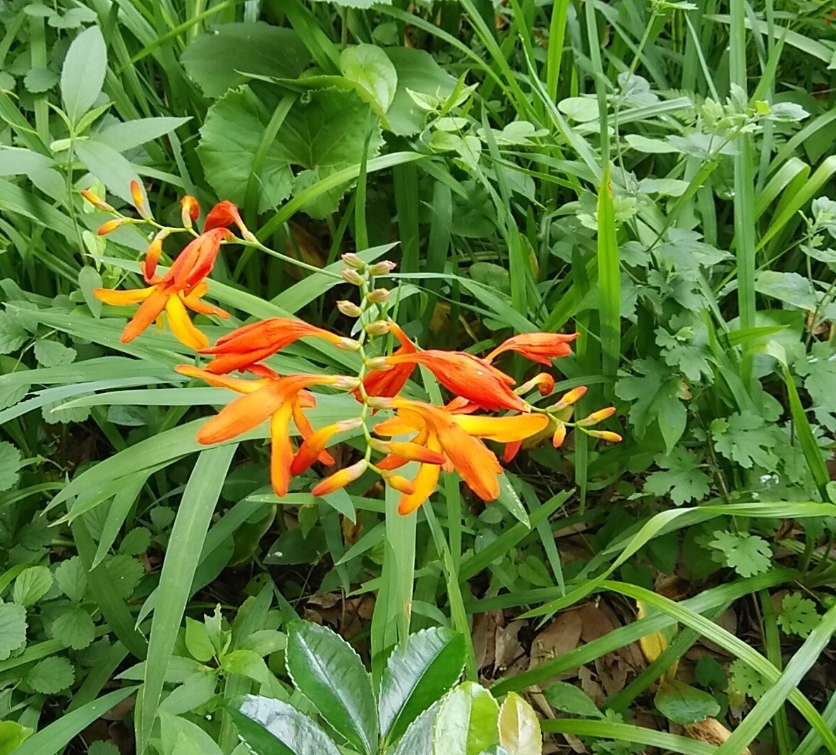 f:id:niigata-art226:20210714082201j:plain